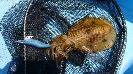 ボートエギング