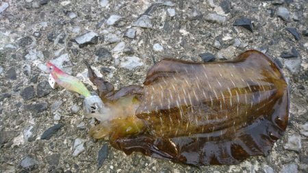 出張でエギング