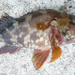 青物狙いでしたが・・・＞＜