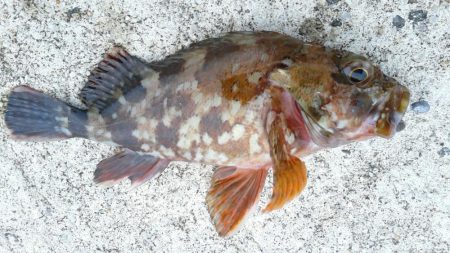 青物狙いでしたが・・・＞＜