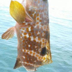 今年初キジハタ