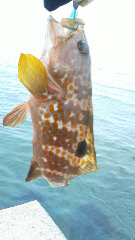 今年初キジハタ