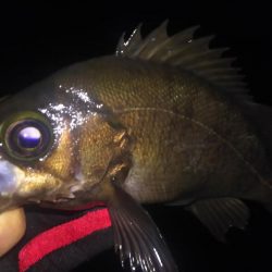 波紋メバリング！