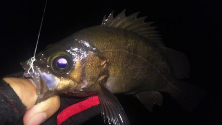 波紋メバリング！