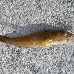 色々つれました