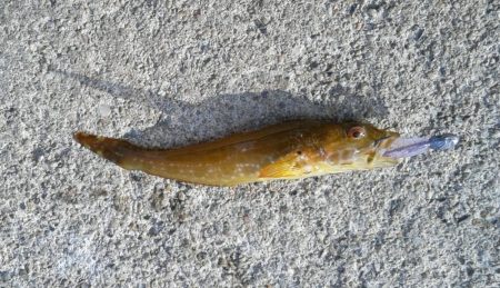 色々つれました