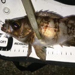 久々メバルプラッギング