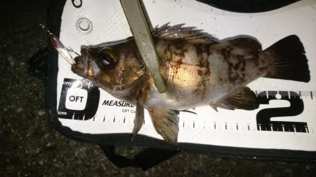 久々メバルプラッギング