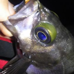 梅雨メバル好釣