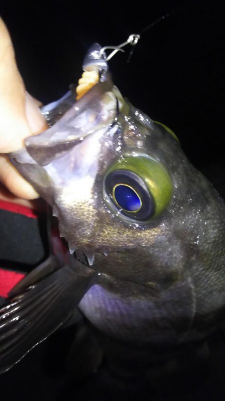 梅雨メバル好釣