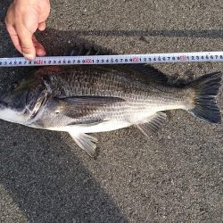 ウナギ釣りの嬉しい外道