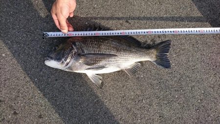 ウナギ釣りの嬉しい外道