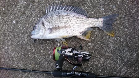 ちょこっとチニング