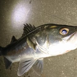 雨後はやっぱりシーバス