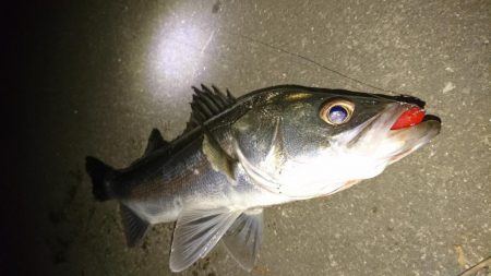 雨後はやっぱりシーバス