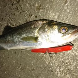 アタリがぁぁぁ~ないぃぃぃ~(´Д`)