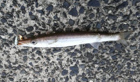 美味しくいただきました。