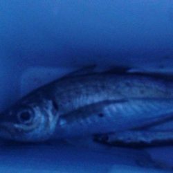 尺には届きませんでした