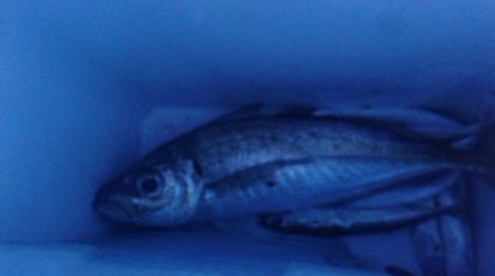 尺には届きませんでした