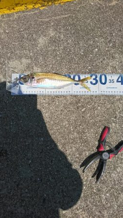 青物ねらいからの真鯛