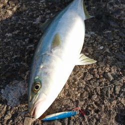 ワインドロッドでハマチ