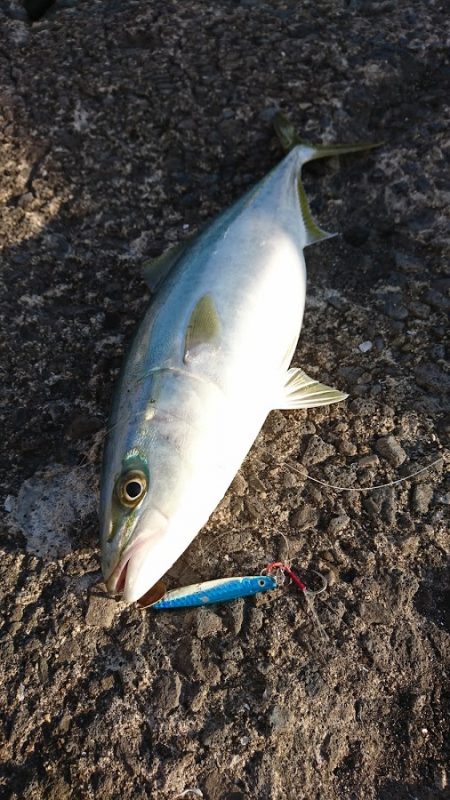 ワインドロッドでハマチ