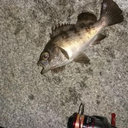 アジングのはずが