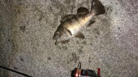 アジングのはずが