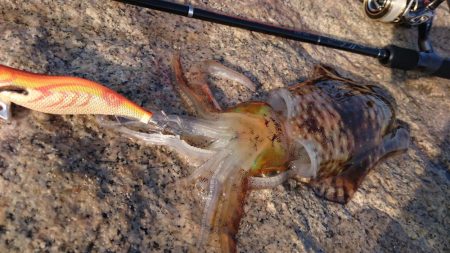 春イカ？釣れたでえ！