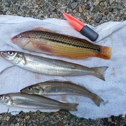 東二見人工島へ釣行しました
