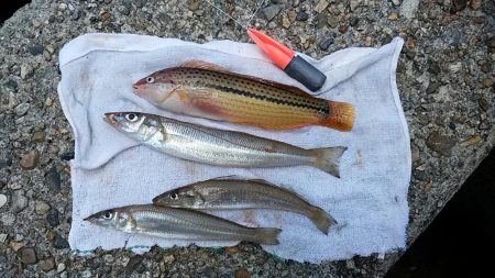 東二見人工島へ釣行しました