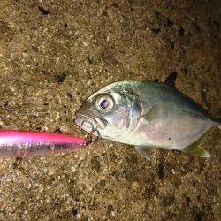 台風明け早朝からキャストです。