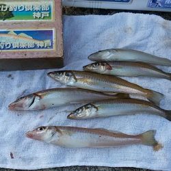 久々の播磨新島で満足釣果