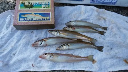 久々の播磨新島で満足釣果