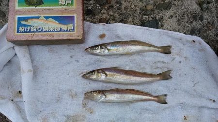 今日も播磨新島でキス狙い