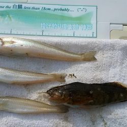 赤灯台波止でキス狙い