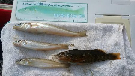 赤灯台波止でキス狙い