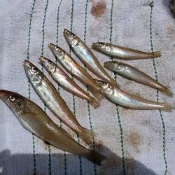 淡路西淡のキス釣査