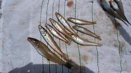 淡路西淡のキス釣査