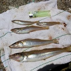 キスの活性悪い