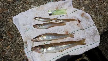 キスの活性悪い