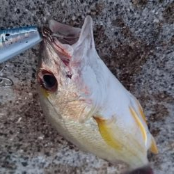 強風でなかなか渋いです。