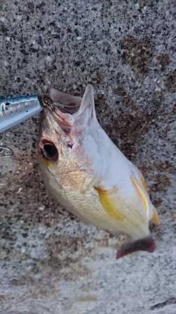 強風でなかなか渋いです。