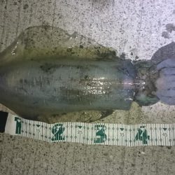 夕まずめ狙いで行って来ました。