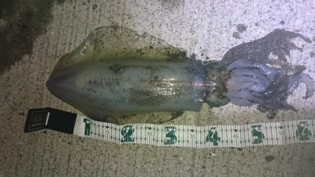 夕まずめ狙いで行って来ました。