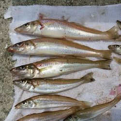 富島港内でキス狙い