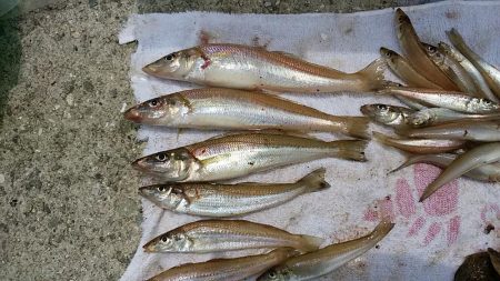 富島港内でキス狙い