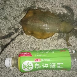 海が荒れる前に行ってきましたが