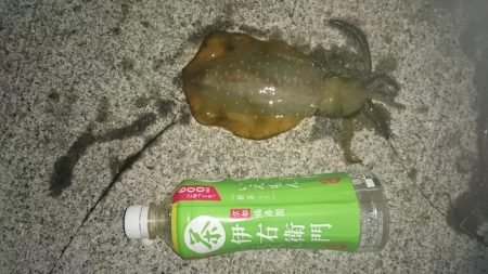 海が荒れる前に行ってきましたが