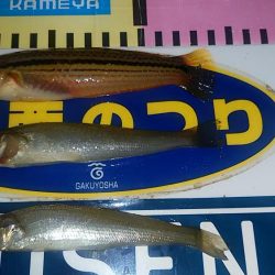 東二見人工島のキスが釣れません(・・?